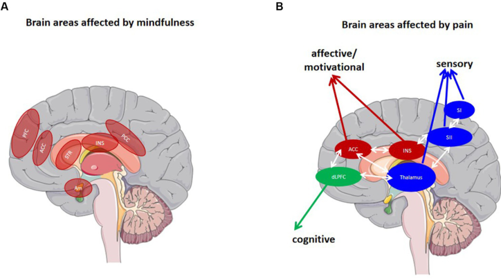 Mindful Movement: 10 Minutes of Stretching Rewires Your Brain for Focus - 5 Powerful Shifts